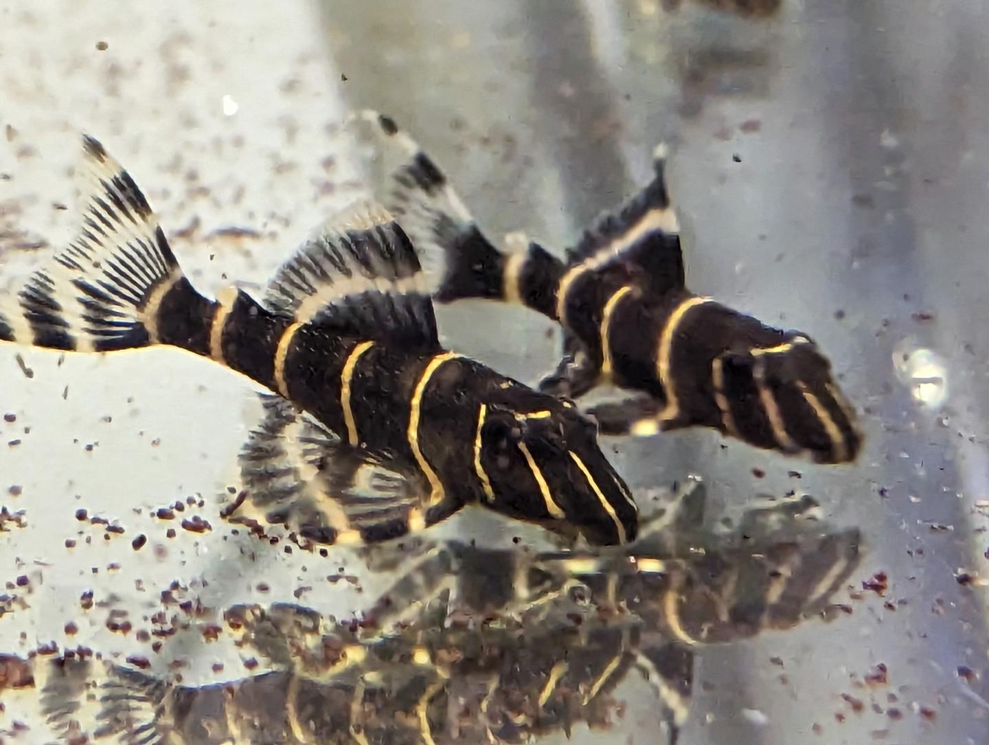 Buy L204 Flash Pleco online in Australia Point Pleco Aquariums